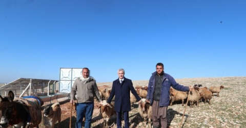 Hayvancılık gelişiyor hem yetiştirici hem ülke ekonomisi kazanıyor