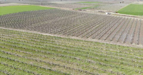 Manisa’da üzüm bağlarını don vurdu