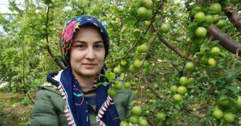 Silifke can eriği Rusya, Almanya ve Hollanda’ya ihraç ediliyor