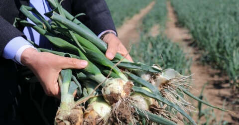 Soğan hasadı yaklaşıyor üretici pazar bulamama korkusu yaşıyor