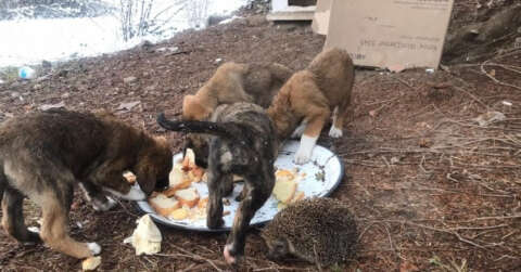 Soğukta aç kalan sahipsiz yavru köpekleri yiyecek vererek besledi