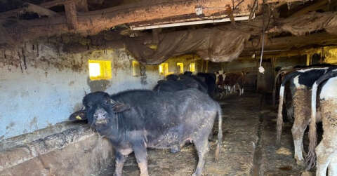 Büyükşehirden çiftçilere manda desteği