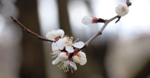 Kayısı üreticinin "don" endişesi