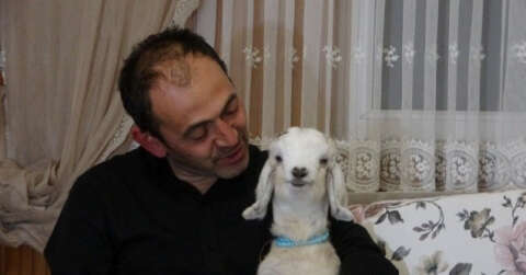 Kendisine hediye edilen keçi yavrusuna evladı gibi bakıyor