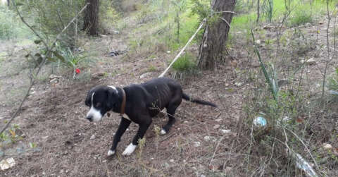 Köpeği ormanda ağaca bağlayıp ölüme terk ettiler