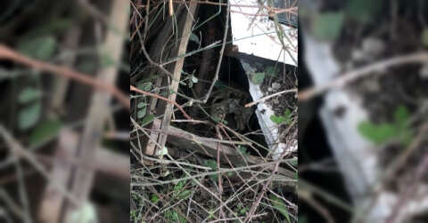 Koyun otlatan çoban, boşaltılan domuz çiftliğinde kafatası buldu