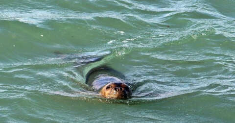 Nesli tükenme tehdidi altındaki Akdeniz foku, Boğaçayı’nda avlanırken objektiflere yakalandı