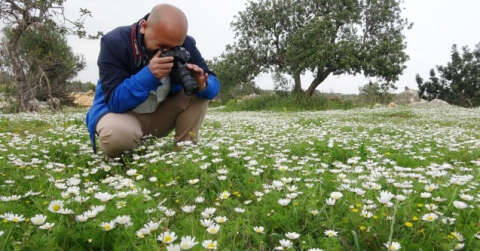 Toros Dağlarında papatya zamanı