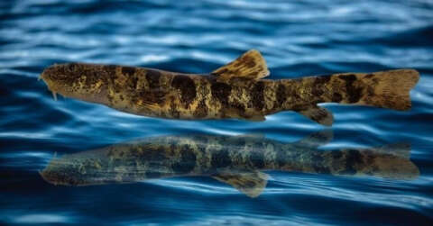 Van Gölü’nde keşfedilen balığa ‘Vangölü Küçük Mercan’ adı verildi