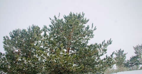 Ağrı’da kar altında kalan ağaçlar göz kamaştırdı