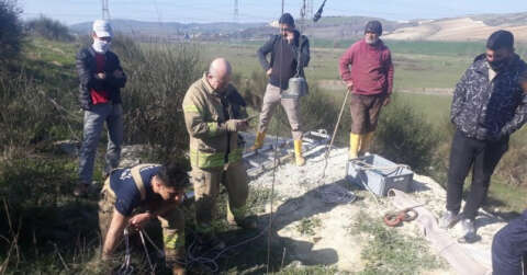 İnek 15 metrelik define kuyusuna düştü