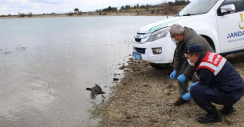 Jandarmanın tedavi ettirdiği sakarmeke kuşu doğaya salındı