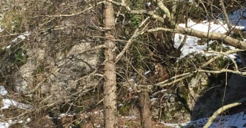 Yiyecek arayan bozayı cep telefonu ile görüntülendi