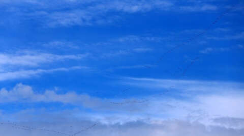 Baharın müjdecisi göçmen kuşların uzun yolculuğu