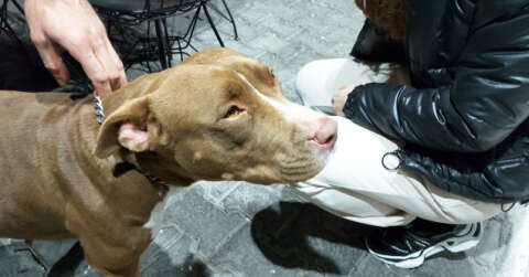 Bodrum’da pitbull saldırısı güvenlik kameralarına yansıdı