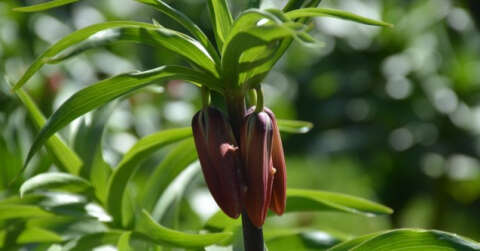 Bu çiçeği koparan bir araç fiyatı kadar ceza ödüyor