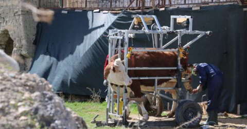 İnekler için manikür pedikür zamanı