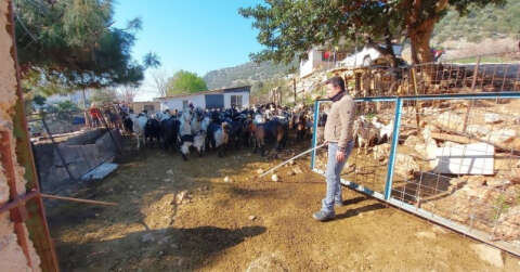 Kaçan keçilerini drone ile arayıp buluyor