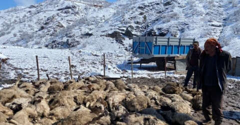 Koyun kuzu izdihamında 82 hayvan telef oldu