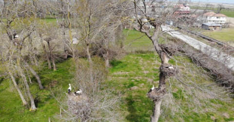 Leyleklerin eşleri geldi, yuvalar şenlendi