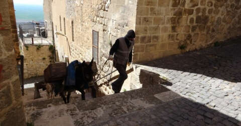 Mardin’in ’kadrolu eşekleri’ iş başında