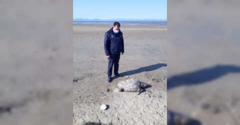 Ayvalık’ta dev caretta caretta kaplumbağa sahile vurdu