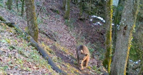 Bozayı fotokapanla görüntülendi