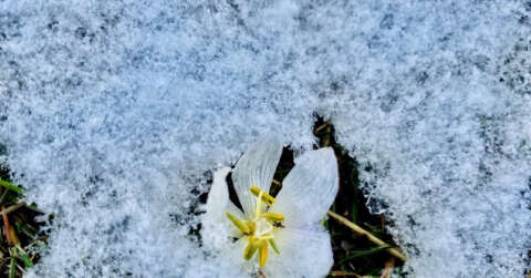 Mart Karı Kardelenleri Gömdü