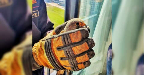 Pencereye sıkışan doğanı itfaiye kurtardı