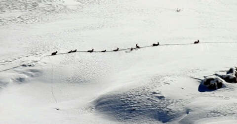 (Özel Haber) Karlı dağları aşarak göç yoluna koyulan dağ keçileri böyle görüntülendi