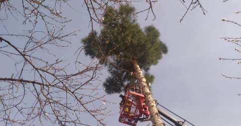 Siirt’te ağaçta mahsur kalan kediyi itfaiye ekipleri kurtardı