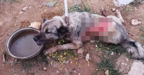 Tırın çarptığı köpek hayvan hastanesine kaldırıldı