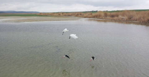 Başkent’in renkli misafirleri flamingolar Mogan Gölü semalarından geçti