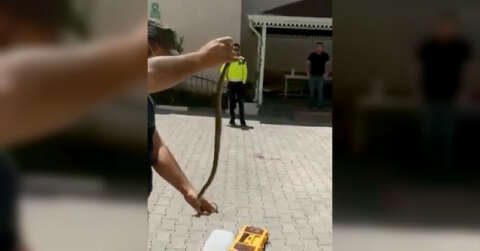 Otomobile giren yılanı elleriyle çıkardı