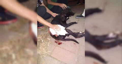 İzmir’de magandalar dehşet saçtı: Tabancadan çıkan mermi köpeğe isabet etti