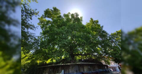 Dünyaca ünlü ulu çınar doğal güzelliğine kavuştu