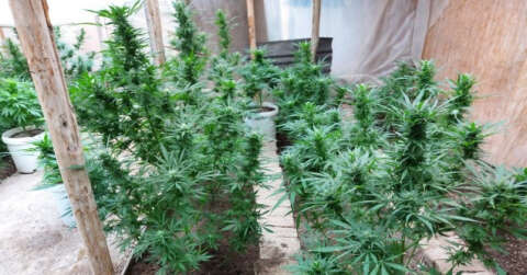 Operasyon yapılan evden kenevir serası çıktı