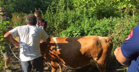 Ağacın arasına sıkışan inek itfaiye ekiplerince kurtarıldı