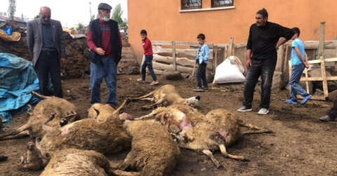 Kurtlar kent merkezinde koyun sürüsüne saldırdı