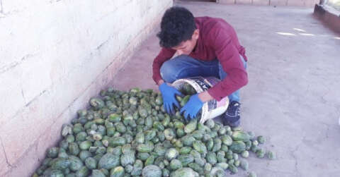 Şanlıurfa’da yetiştirilen Şelengo tescillendi