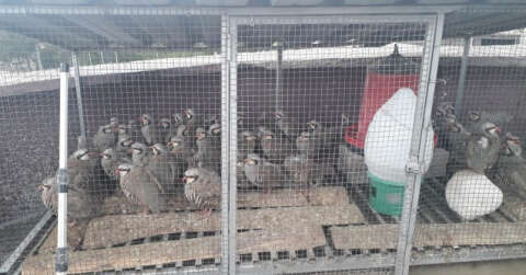 Konya’da izinsiz keklik bulunduran şahsa 61 bin lira ceza