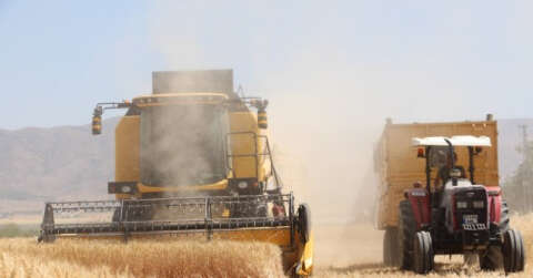 Kuraklık hasadı başlayan buğdayı da vurdu, rekolte yüzde 70’lere kadar düştü