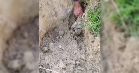 Esenyurt’ta toprak altındaki yavru köpekleri çocuklar kurtardı