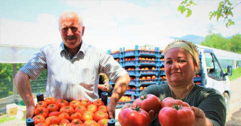 Karadeniz’in sebze üssü Amasya’da domates hasadı başladı