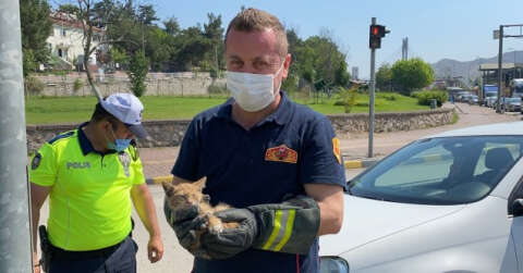 Otomobilin motor kısmına giren yavru kedileri itfaiye ekipleri kurtardı