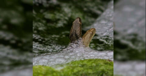 Kahramanmaraş’ta damla su yılanı görüntülendi
