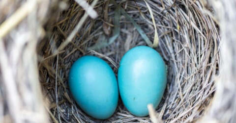 “Mavi yumurtanın içinden sağlık iksiri çıktı”