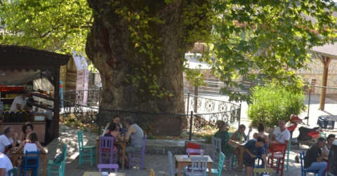 Bayır Mahallesi’nin simgesi çınar ağacı asırlara meydan okuyor