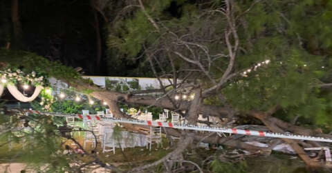 Antalya’da düğün sırasında ağaç devrildi: 1 ölü, 7 yaralı