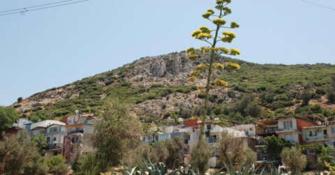 100 yılda bir çiçek açan sabır otu İzmir’de çiçeklendi